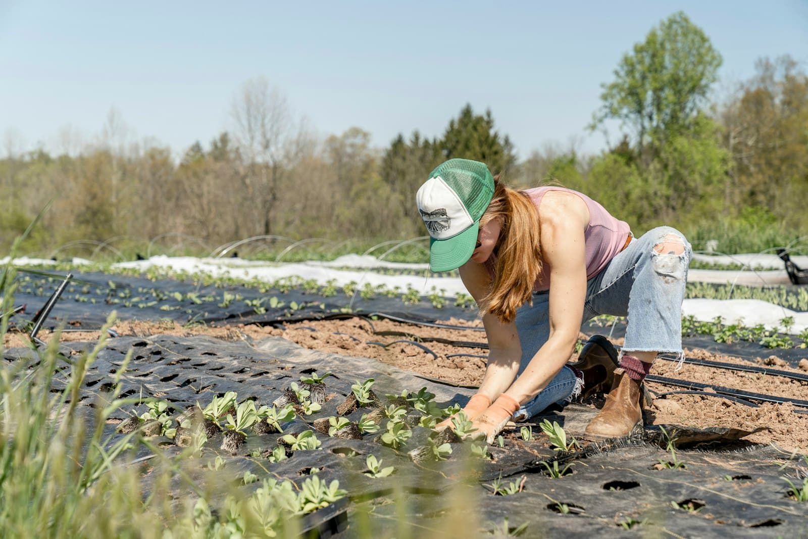 A gardener planting seedlings by hand